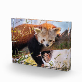 Bloque Para Fotos Panda rojiza perezosa