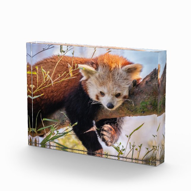 Bloque Para Fotos Panda rojiza perezosa (Derecha)