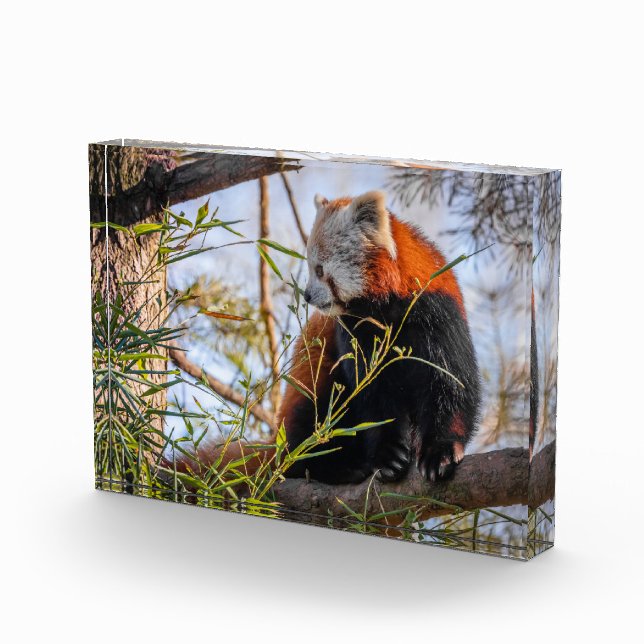 Bloque Para Fotos Panda rojo (Derecha)