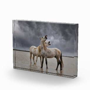 Bloque Para Fotos Pare de sementales de caballo Camargue, sur de Fra