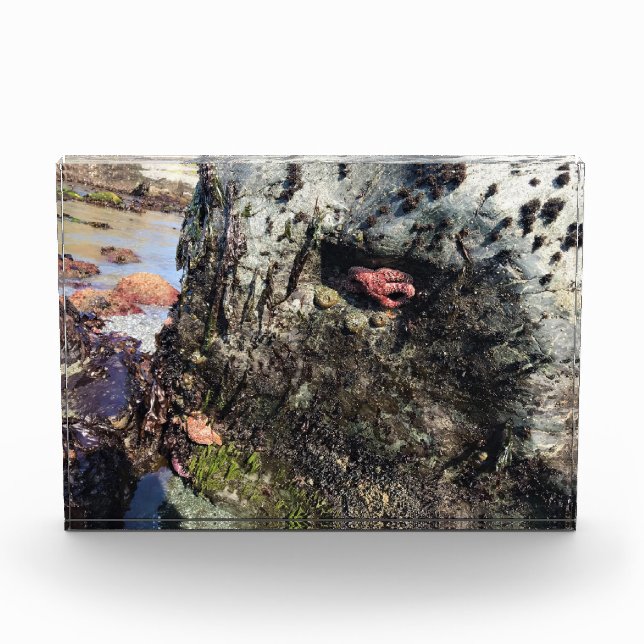 Bloque Para Fotos Parque Estatal Sisters Rock, Costa de Oregón (Anverso)