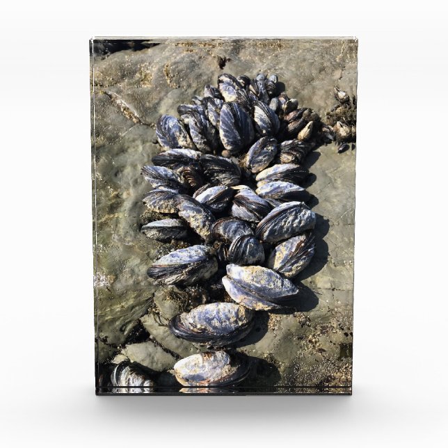 Bloque Para Fotos Parque Estatal Sisters Rock, Costa de Oregón (Anverso)