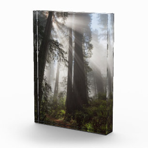 Bloque Para Fotos Parque Nacional Redwood California
