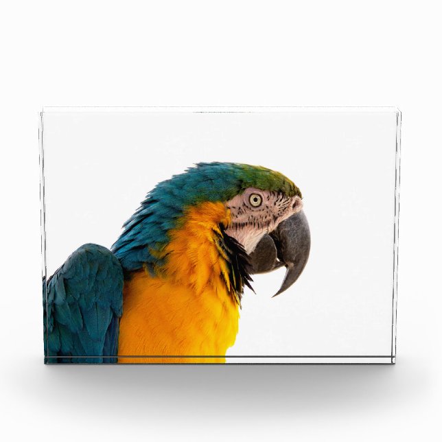 Bloque Para Fotos Parrot  (Anverso)