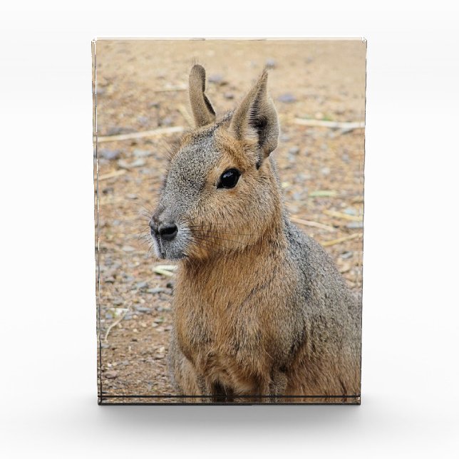 BLOQUE PARA FOTOS PATAGONIAN MARA (Anverso)