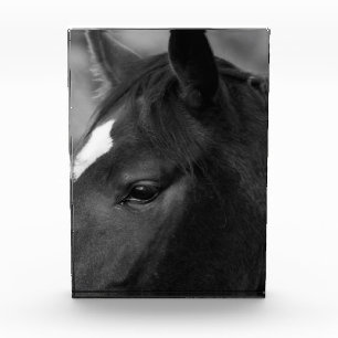 Bloque Para Fotos Pba de caballo