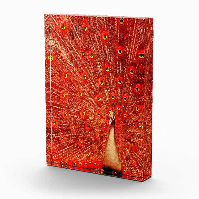 Bloque Para Fotos Peacock Rojo Mostrando Sus Pintores Rojos, (Derecha)