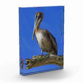 Bloque Para Fotos Pelican en una extremidad