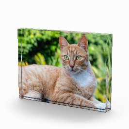 Bloque Para Fotos Pequeño gatito dulce