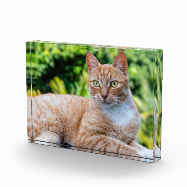 Bloque Para Fotos Pequeño gatito dulce (Derecha)