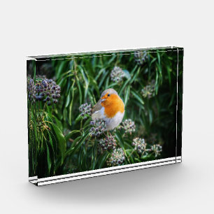 Bloque Para Fotos Pequeño pájaro lindo en la planta