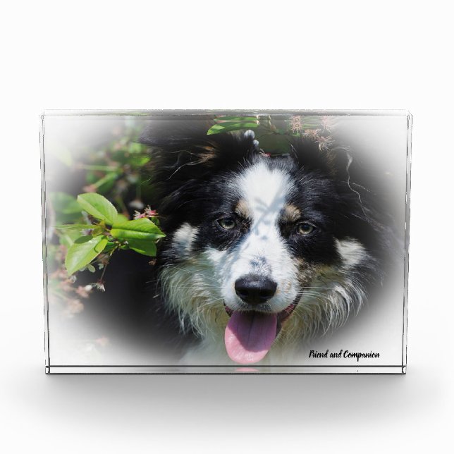Bloque Para Fotos Perro Border Collie (Anverso)