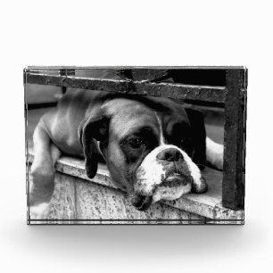 Bloque Para Fotos Perro Boxer En Windowsill pbcn