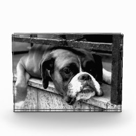 Bloque Para Fotos Perro Boxer En Windowsill Pbcnm