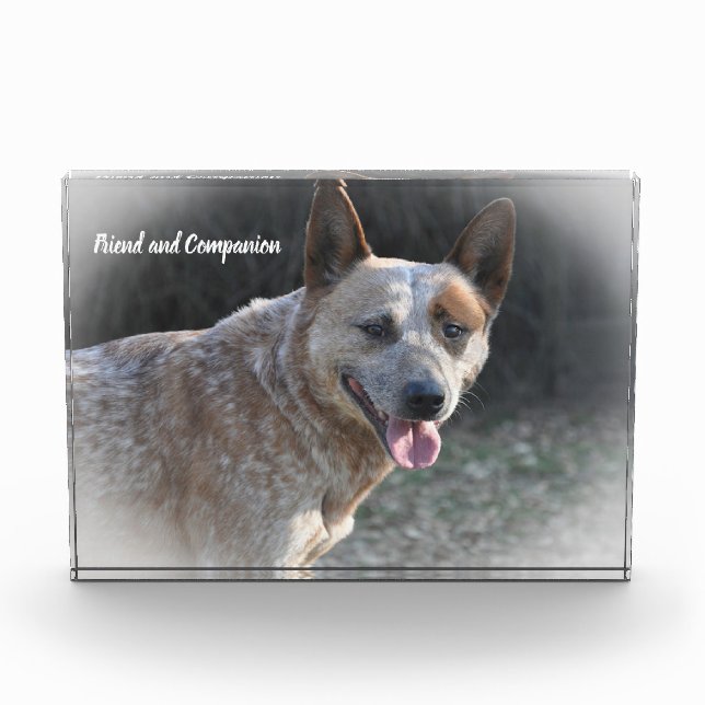 Bloque Para Fotos Perro Boyero Australiano (Anverso)
