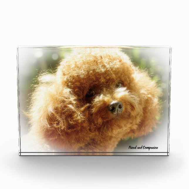 Bloque Para Fotos Perro Caniche. (Anverso)
