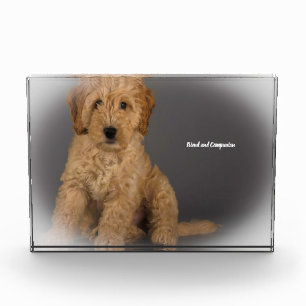 Bloque Para Fotos Perro Cockapoo.