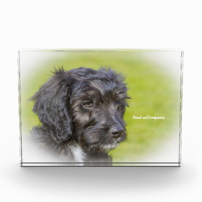 Bloque Para Fotos Perro Cockapoo. (Anverso)