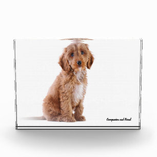 Bloque Para Fotos Perro Cockapoo.