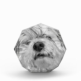 Bloque Para Fotos Perro Coton de Tulear
