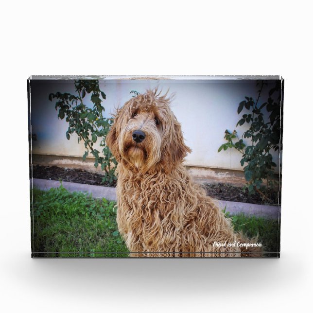 Bloque Para Fotos Perro Labradoodle. (Anverso)