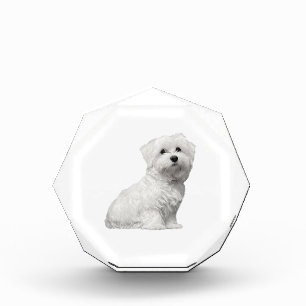 Bloque Para Fotos Perro maltés lindo sentando pipa