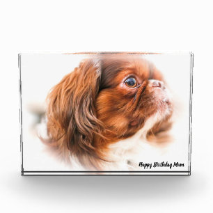Bloque Para Fotos Perro Pekinés