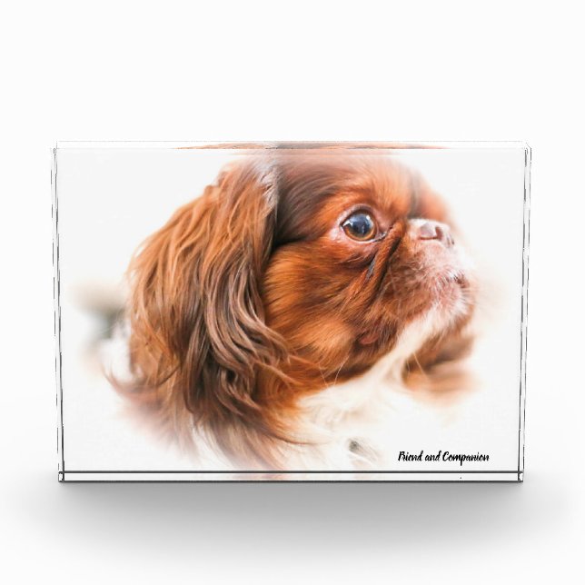 Bloque Para Fotos Perro pequinés. (Anverso)