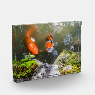 Bloque Para Fotos Pescado de Koi en un estanque