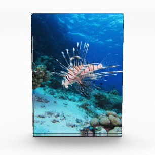 Bloque Para Fotos Pez León o Pterois Miles, Pez del Arrecife Oceánic