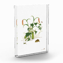 Plantas e insectos _Cucumber