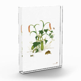 Bloque Para Fotos Plantas e insectos _Cucumber