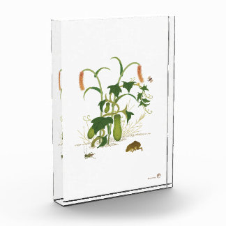 Bloque Para Fotos Plantas e insectos _Cucumber