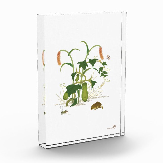 Bloque Para Fotos Plantas e insectos _Cucumber (Izquierda)