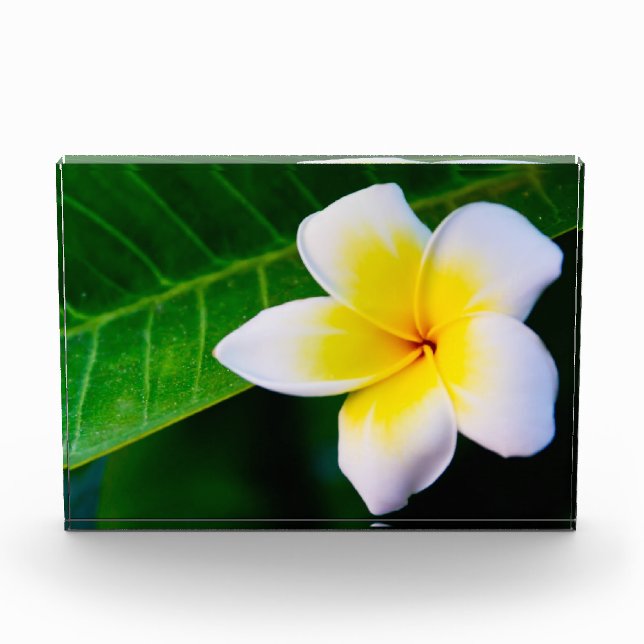 Bloque Para Fotos plumeria (Anverso)