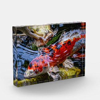 Bloque Para Fotos Pond Koi Fish