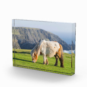 Bloque Para Fotos Poni Shetland en pastizal cerca de acantilados alt