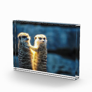 Bloque Para Fotos Posando meerkats
