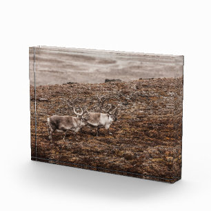 Bloque Para Fotos Poster de fotografía de la naturaleza de los renos