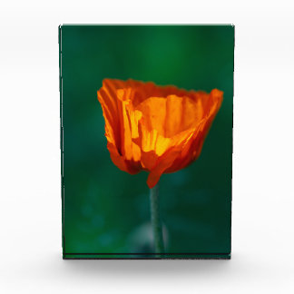 Bloque Para Fotos Póster de macrofotografía de amapola roja