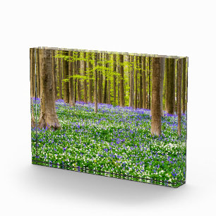 Bloque Para Fotos Primavera en el Bosque Azul