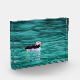 Bloque Para Fotos Puffin In Resurrection Bay, Alaska
