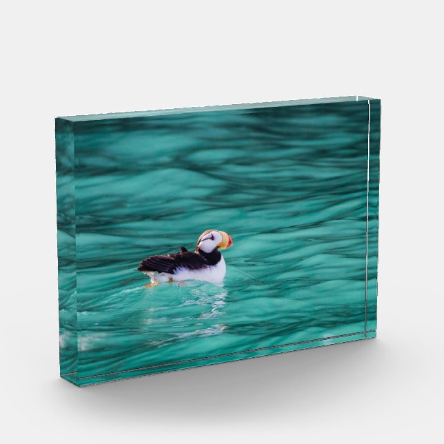 Bloque Para Fotos Puffin In Resurrection Bay, Alaska (Izquierda)
