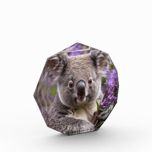 Bloque Para Fotos Purple Jacaranda Koala Bear,