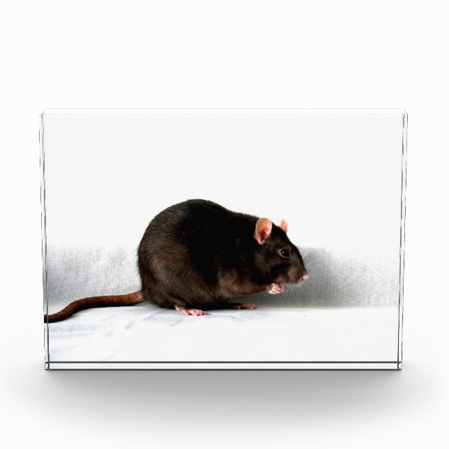 Bloque Para Fotos Rat pbcn (Anverso)