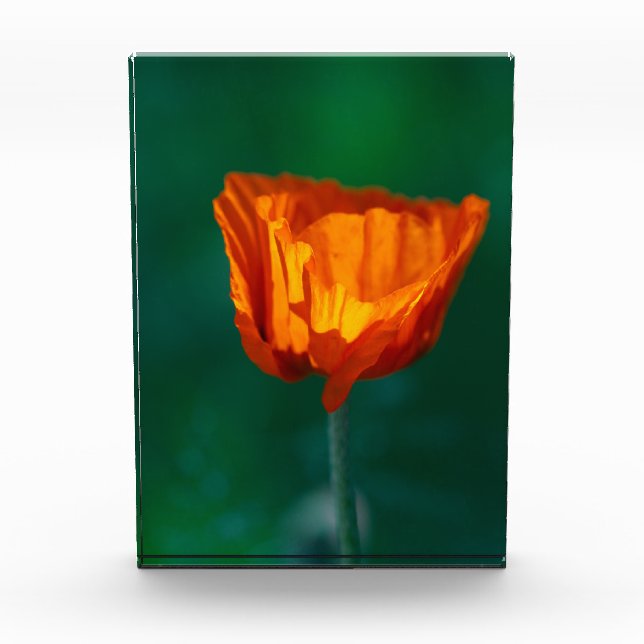 Bloque Para Fotos Red Poppy Macro Photography Poster (Anverso)