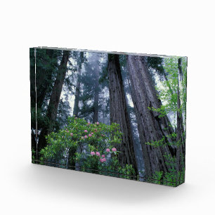 Bloque Para Fotos Redwoods costeros y Rhododendrons