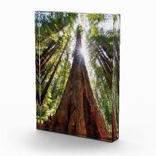 Bloque Para Fotos Redwoods imponentes