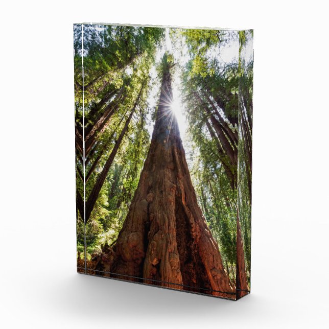 Bloque Para Fotos Redwoods imponentes (Derecha)