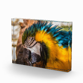 Bloque Para Fotos Retrato de macao azul y amarillo